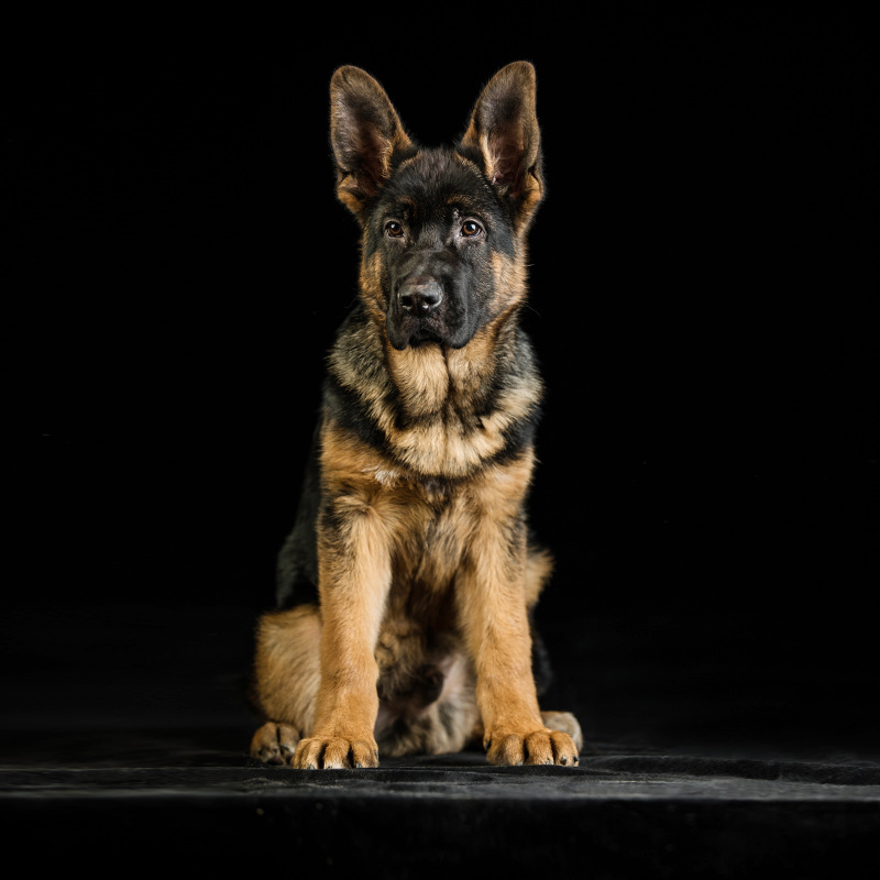 中禽犬业 德牧活体幼犬纯种宠物狗狗德国牧羊犬工作犬狼狗csv