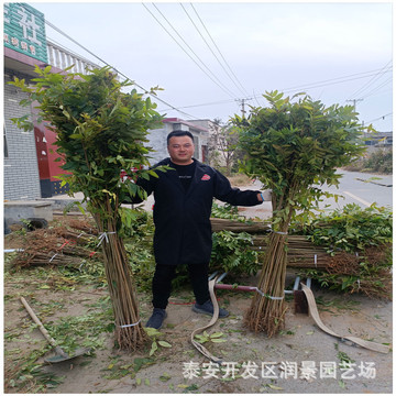一公分香椿苗批发 适合露天大棚种植 保湿邮寄 香椿树苗价格-阿里巴巴
