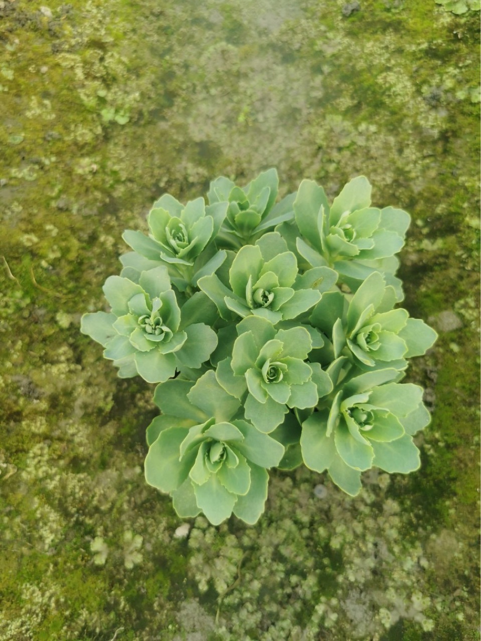 成都八宝景天批发 八宝景天盆栽