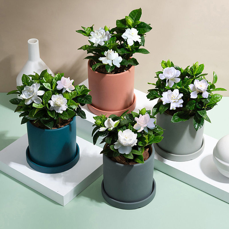 微景观植物柑橘栀子花去甲醛的绿植盆栽绿植栀子花盆栽浓香型四季