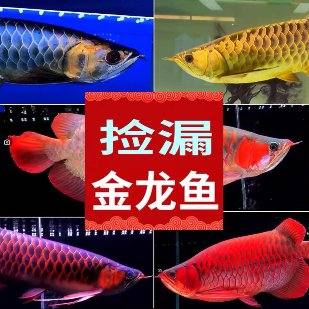 捡漏纯种招财风水金龙鱼印尼红龙鱼银龙鱼苗随机发货包活到家热带