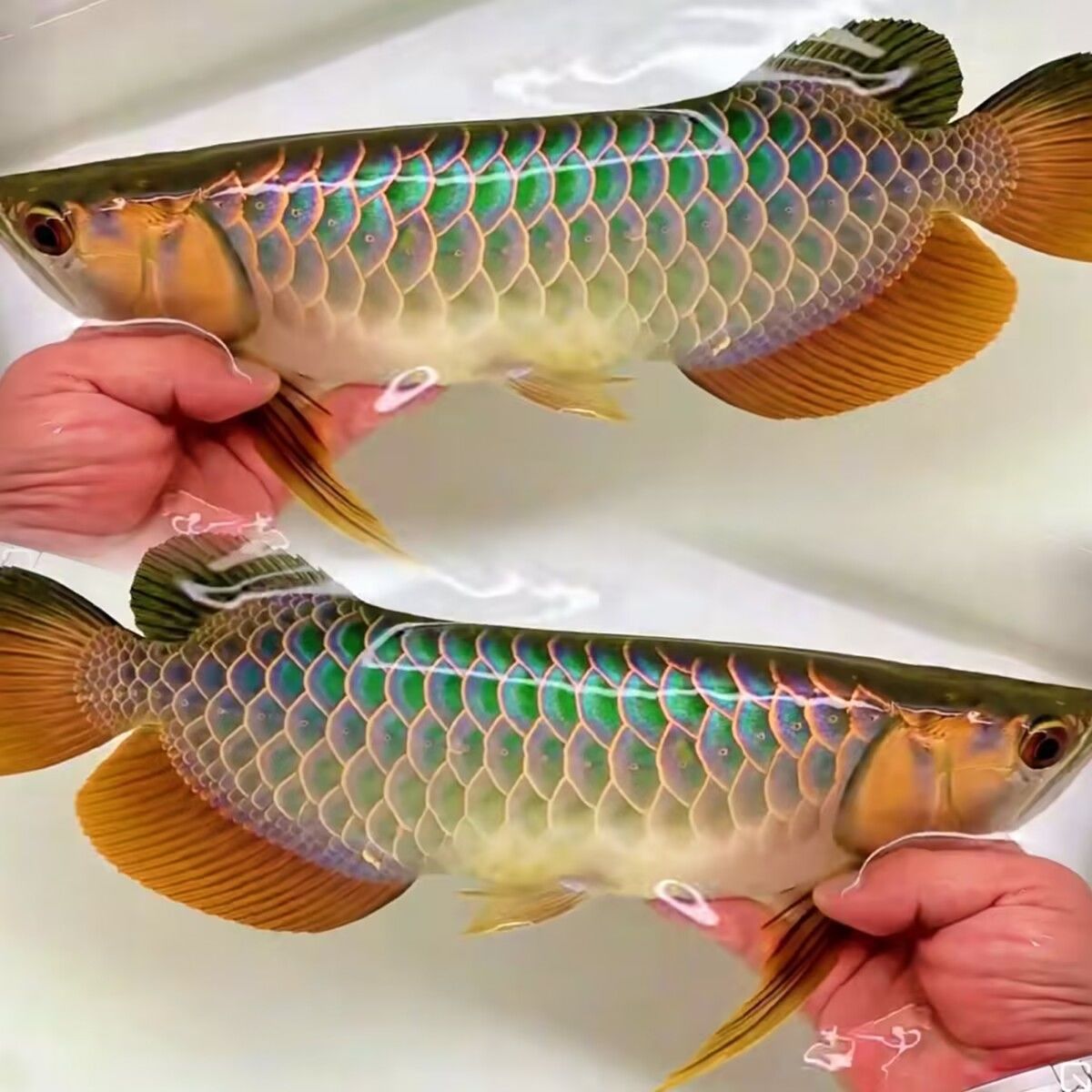 金龙电光蓝古典过背品质保障赛级红龙银龙鱼苗盲发传统-阿里巴巴