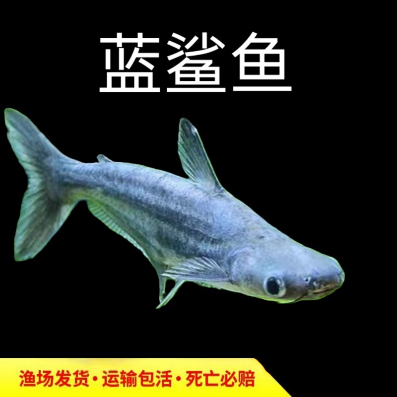 观赏鲨鱼热带鱼