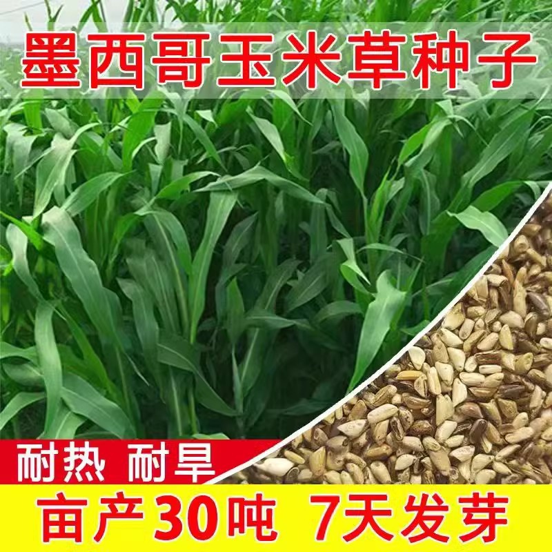 批发牧草种子 墨西哥玉米草种子 优12牛羊猪畜牧草墨西哥玉米种子