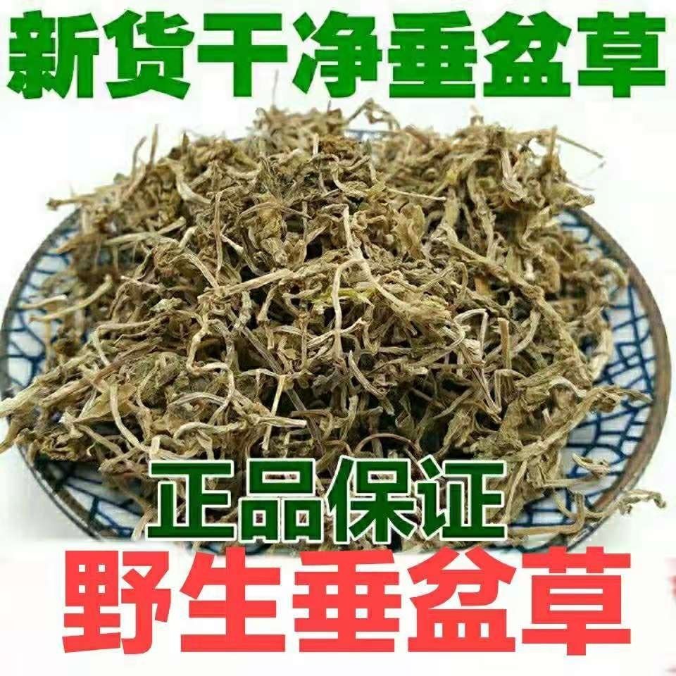 垂盆草中药材野生正品正宗药用食用垂盆草-阿里巴巴