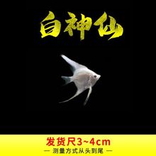 神仙鱼燕鱼秘鲁神仙热带观赏鱼红头墨燕小型鱼苗活体淡水包邮