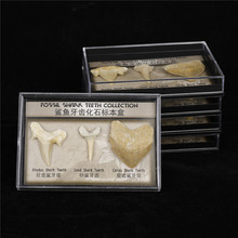 跨境新品货源天然鲨鱼牙齿化石标本亚克力盒装学生科普教学材料