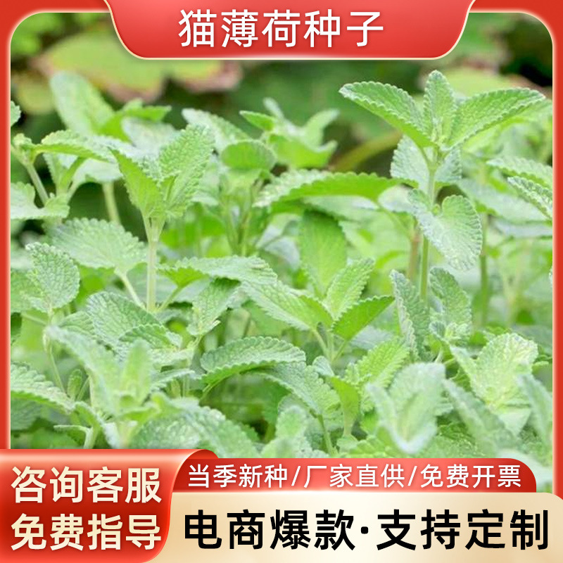 猫薄荷种子猫草种子自己易种植猫薄荷猫薄荷草种盆栽猫咪自嗨