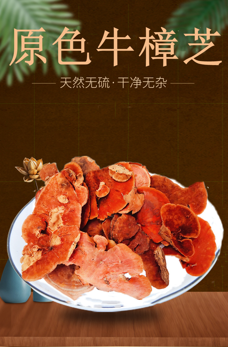 500g 初级原生态【 牛樟芝】 别名血灵芝 牛樟菇 樟菇 樟芝 血菇