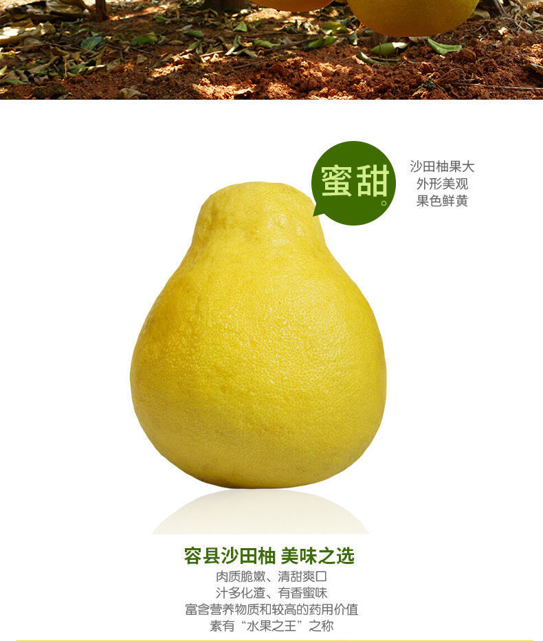 沙田柚正宗广西容县纯甜白肉金柚心蜜柚小甜柚子水果批发价白柚.