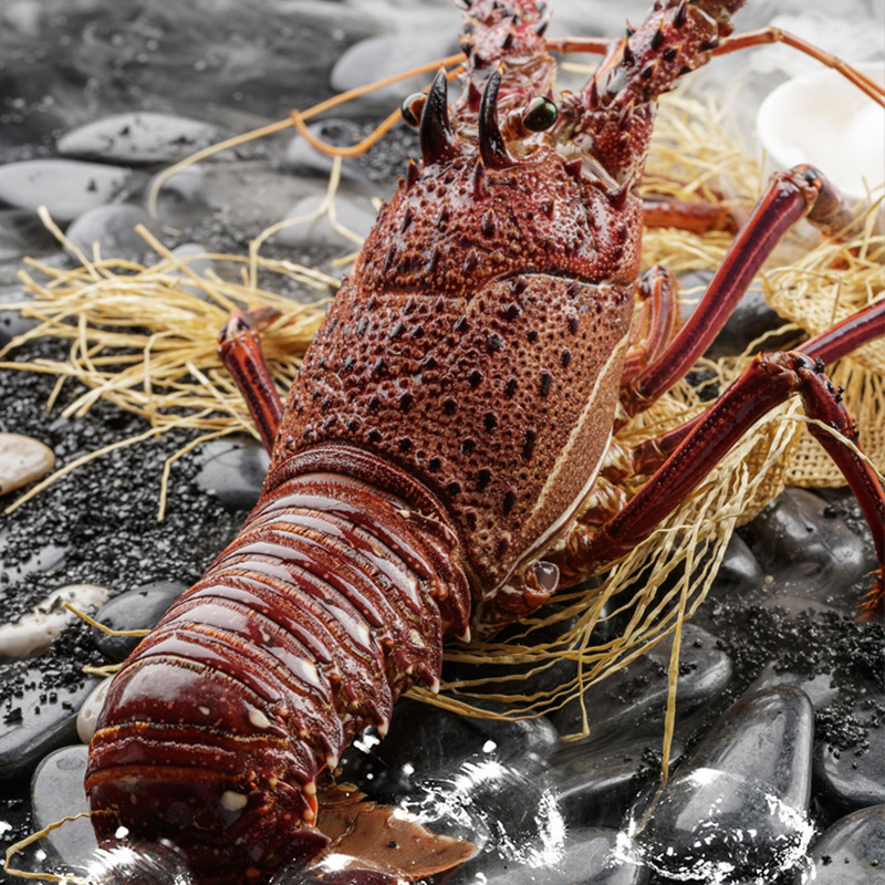 澳龙活冻特大澳洲龙虾红龙奥龙广州黄沙鲜活冷冻海鲜批发酒楼商用
