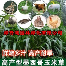 墨西哥玉米草种子畜牧养殖猪牛羊鱼鸡鸭兔饲料牧草高产大叶种子