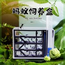 Ant Eco Box Ant Castle Eco Box Ant Nest Flat Ant Nest Ant跨