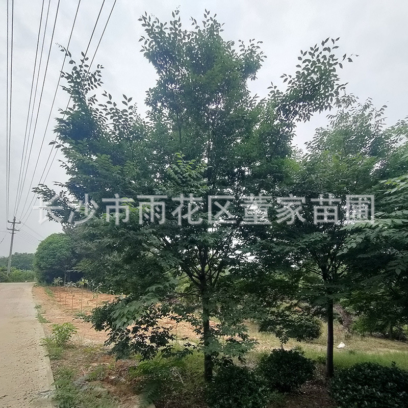 供应12公分朴树 行道树朴树批发价格 树形美丽