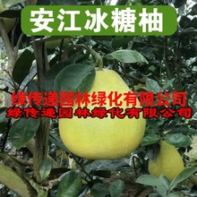 安江冰糖柚雪峰柚子地栽盆栽苗南方北方种植柚子树苗当年结果树苗