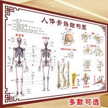 人体肌肉解剖图肌肉分布图解脊椎骨头解剖高清现货定尺寸定大小