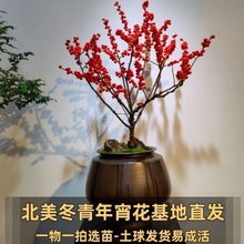 进口北美冬青红果耐寒高档庭院办公室绿植盆栽招财易成活