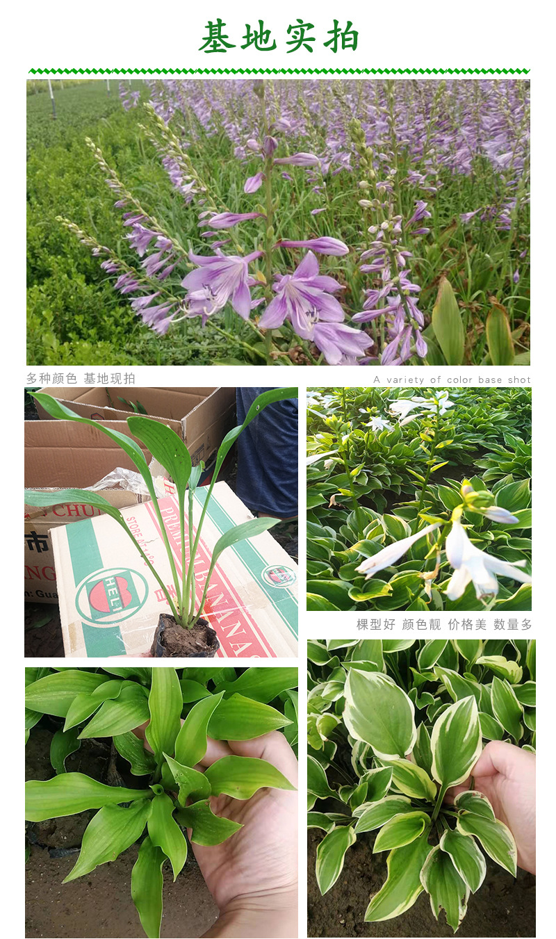 玉簪营养钵苗基地 紫玉簪庭院花境植物 白玉簪北方市场价格
