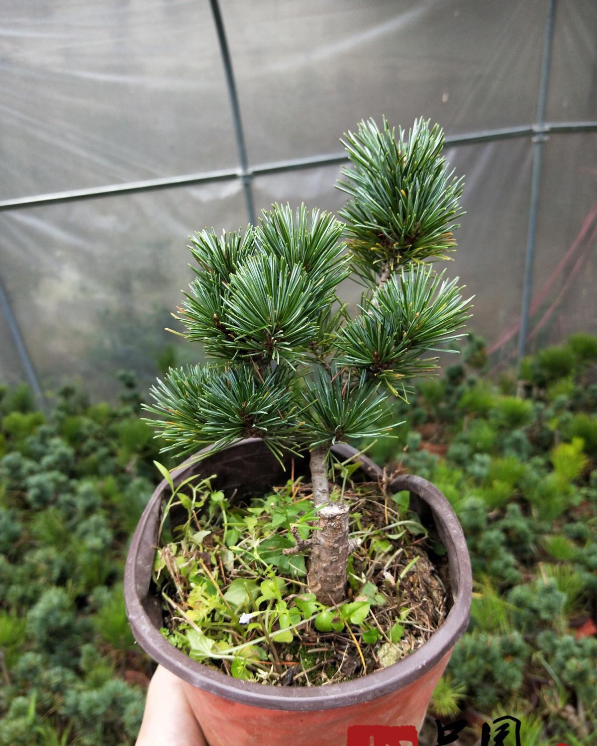 五针松小苗正宗嫁接五针松短针五针松日本宫岛大阪五针松盆景树苗