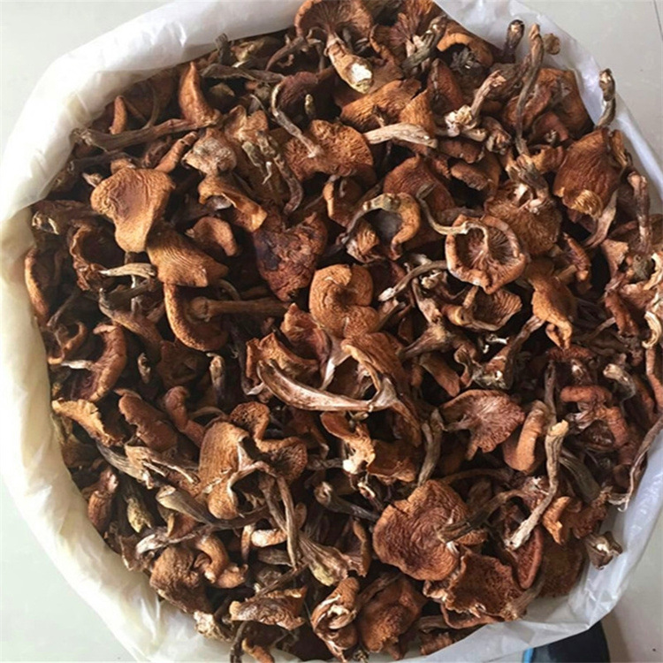 榛蘑 蘑菇批发 长白山特产 东北吉林 小鸡炖蘑菇 干货 无根 500克