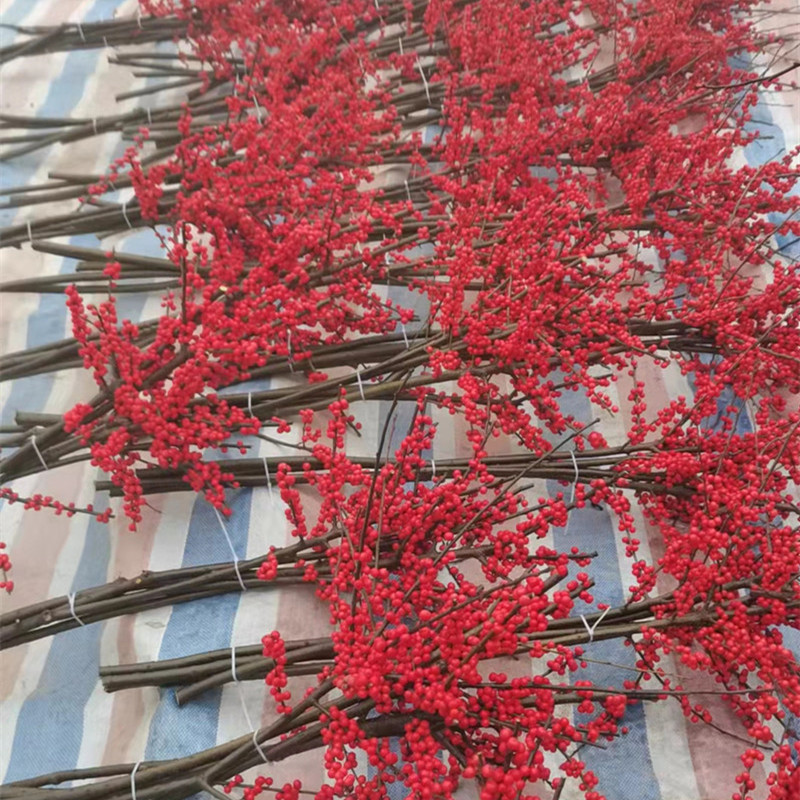 基地出售北美冬青鲜切枝 40公分鲜切枝 60公分 80公分鲜切枝