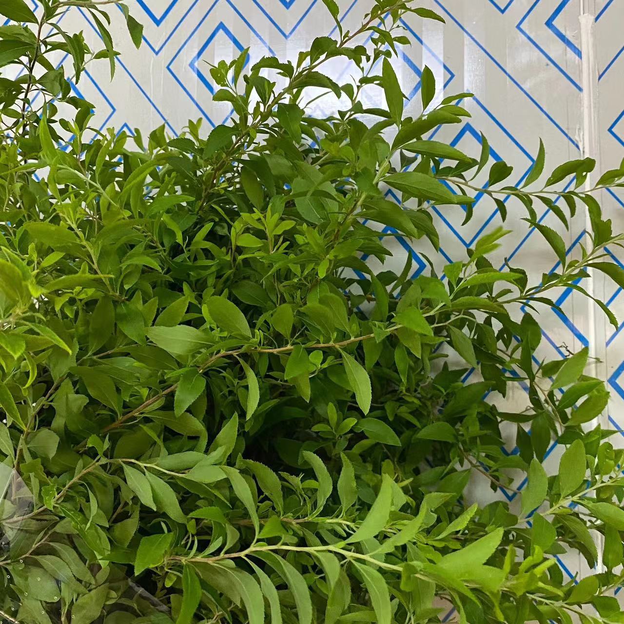 雪柳叶配花配草配叶批发云南昆明鲜花花店婚庆用花团购摆地摊