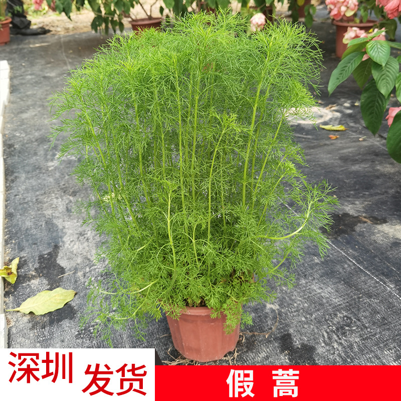 假蒿 盆栽庭院花圃绿化绿植 市政工程苗 深圳基地直供批发