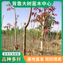 基地批发销售香椿树苗大棚香椿树量大优惠庭院阳台南北方种植