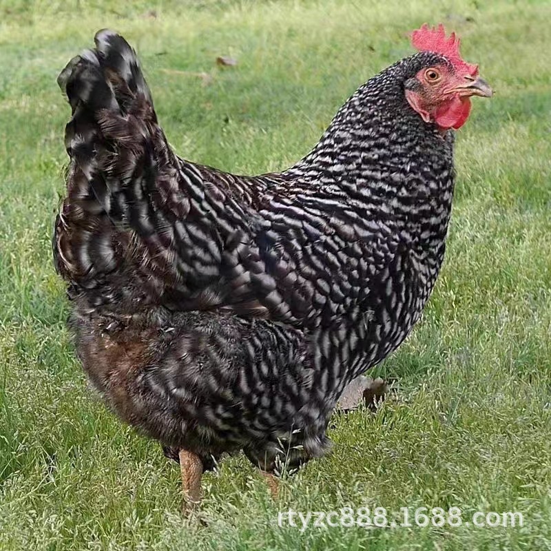 活体芦花鸡苗价格 农村散养成年黑种小芦花鸡 养殖场出售芦花鸡