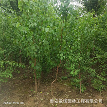 批发珍珠油杏树 现挖现卖 绿化风景园林树庭院种植树苗杏树地栽