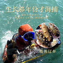 大连鲜食海参即食海参口感弹6-12头规格高品质鲜海参顺丰速运发货