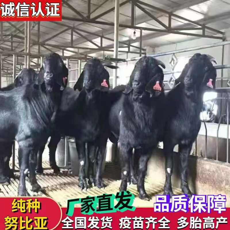 怀孕母羊活体小羊羔羊苗纯种努比亚黑山羊小羊崽活苗