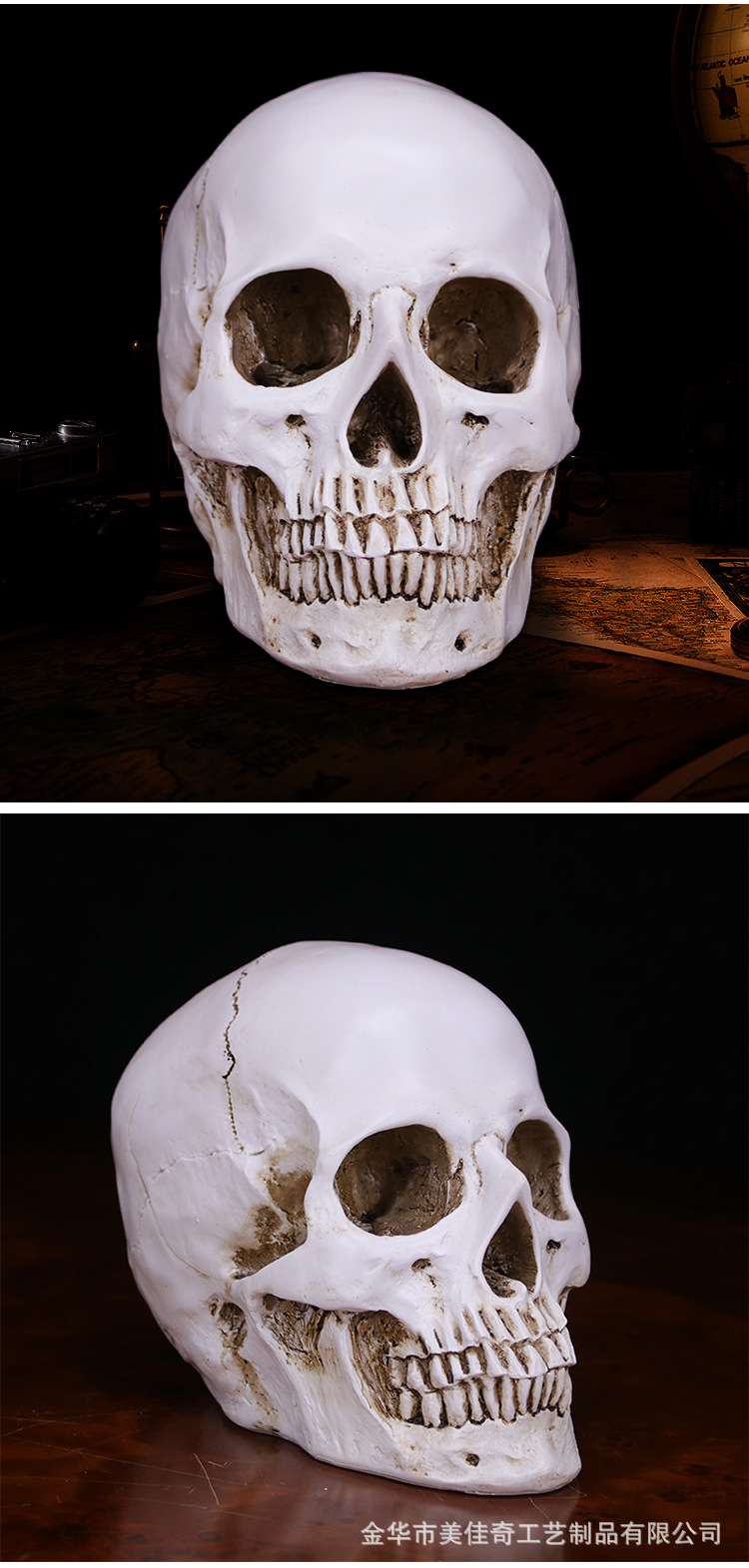 艺用人体肌肉骨骼骷髅头骨绘画半胸像解剖头颅素描头盖骨模型美术