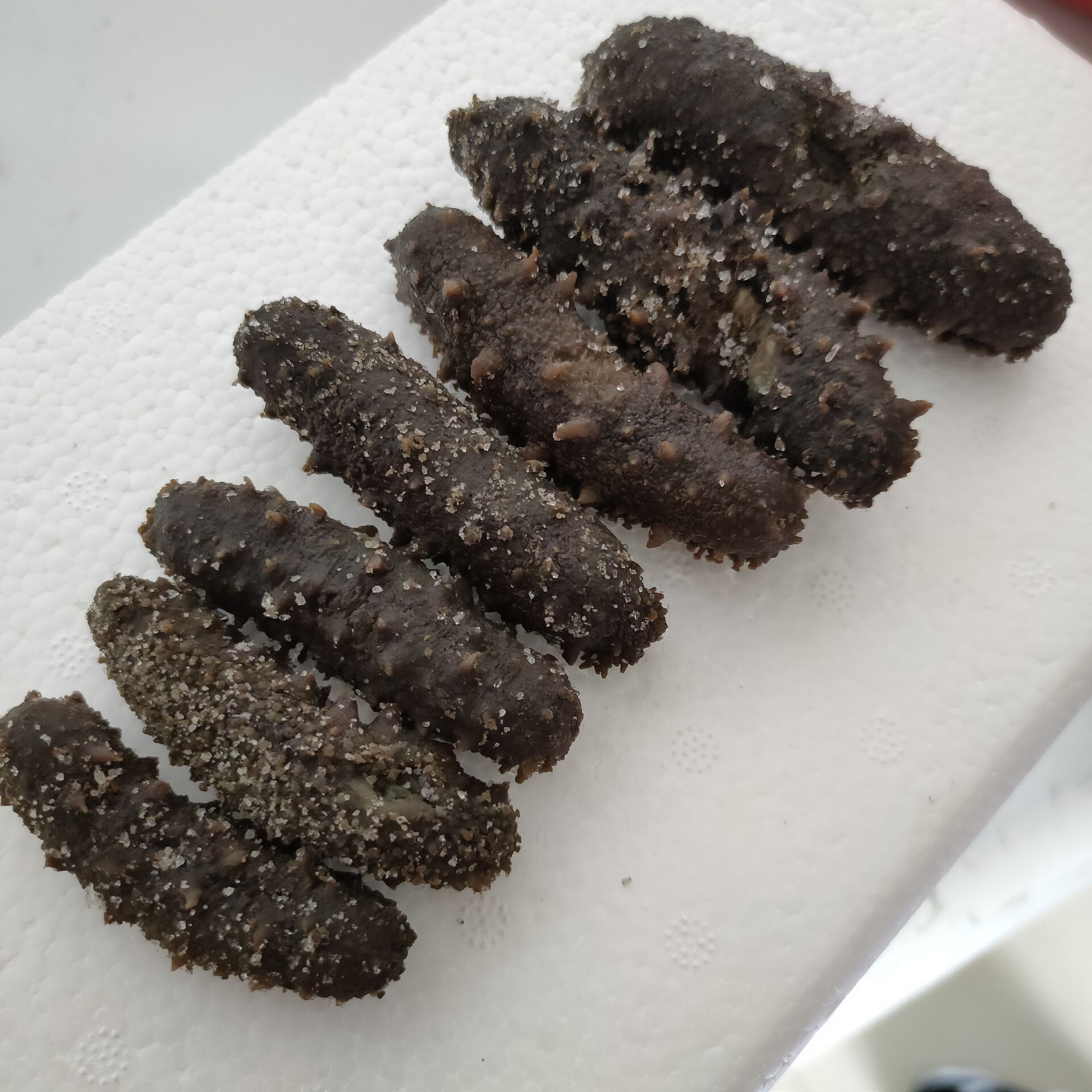 大连大火候半干微残海参盐渍底播海参鲜活一手批发价