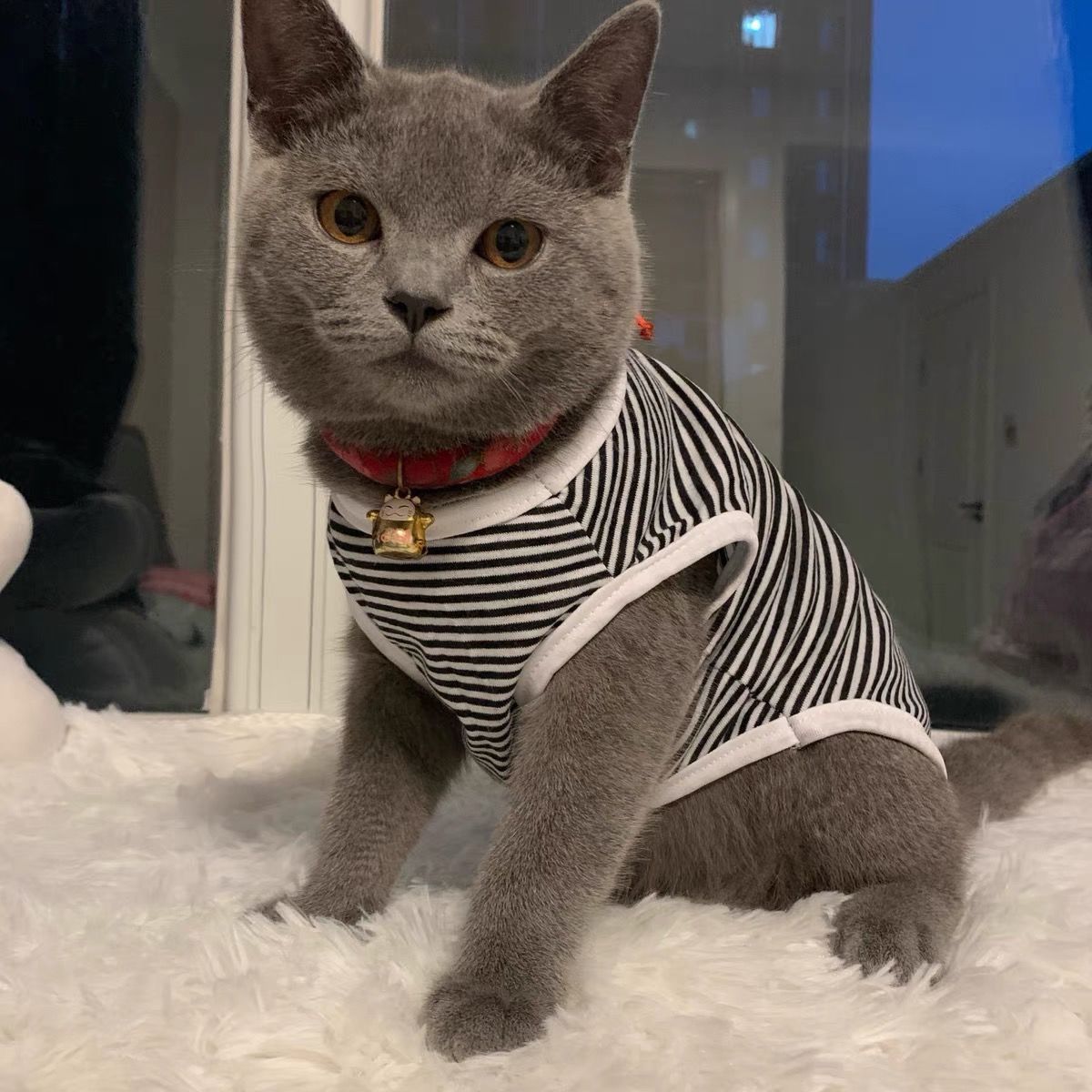 猫猫衣服猫咪夏季薄款可爱小猫幼猫防掉毛衣服宠物背心布偶猫服装