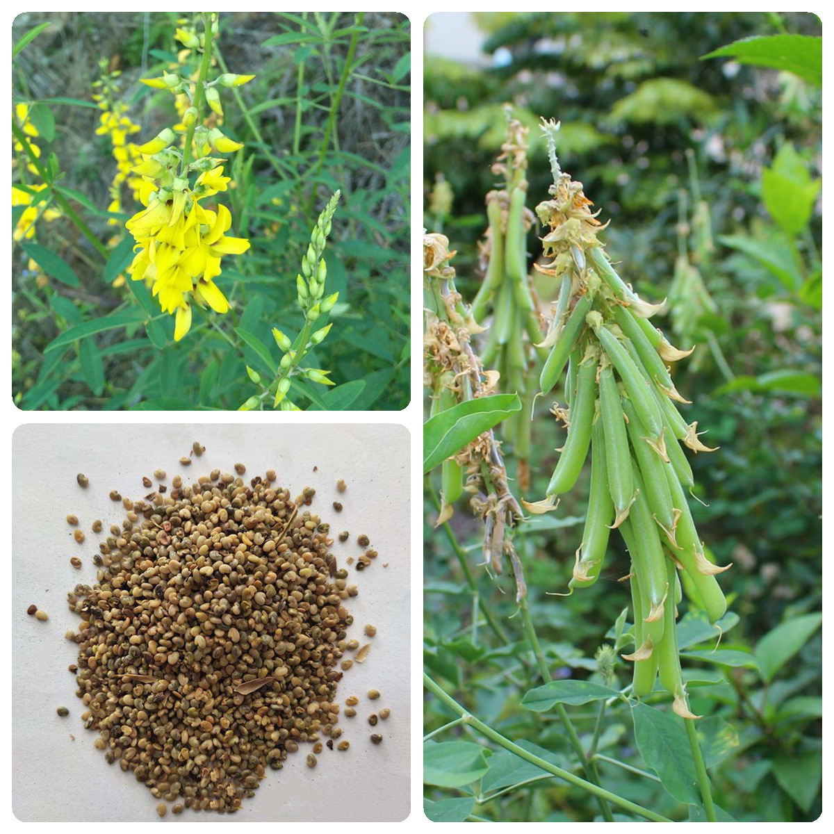 猪屎豆种子太阳麻种子 椭圆叶猪屎豆三圆叶猪屎豆种子护坡种子