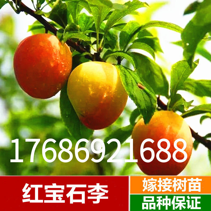 嫁接李子苗新品种果树苗白奶油李子树苗美人醉李子苗盆南北方种植