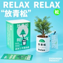 绿州请放青松雾松树植物盆栽书房吸甲醛办公室桌面绿植创意送礼物