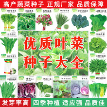 四季蔬菜种子家庭阳台盆栽易种植鸡毛菜生菜菠菜快菜青菜种籽大全
