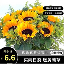 黄莺花向日葵太阳花直发特价斗南新鲜水培鲜花客厅家用混搭花束