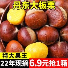 【果王5斤】22年丹东板栗生栗子新鲜蔬菜批发现摘野生大板栗1斤