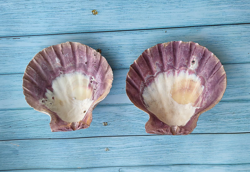 天然海螺贝壳超大白扇贝夏夷贝地中海家居水族装饰造景彩色狮爪贝