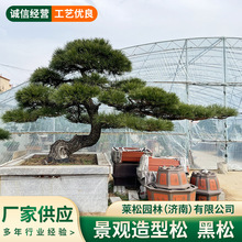 造型黑松造型松种植基地风景树基地直供大型景观造型松造型黑松