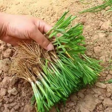 四季韭菜根苗阳台庭院种植野红紫根食用韭菜苗盆栽种子小细叶韭菜