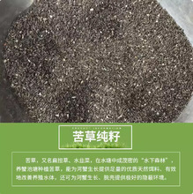 苦草种籽纯籽小龙虾蟹养殖鱼塘四季矮生短叶水草苗扁担草种子