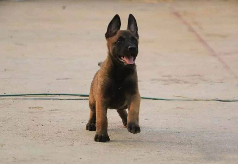 马犬幼犬活体小马犬幼崽马犬狗活体宠物狗狗马犬莱州红马犬中型犬