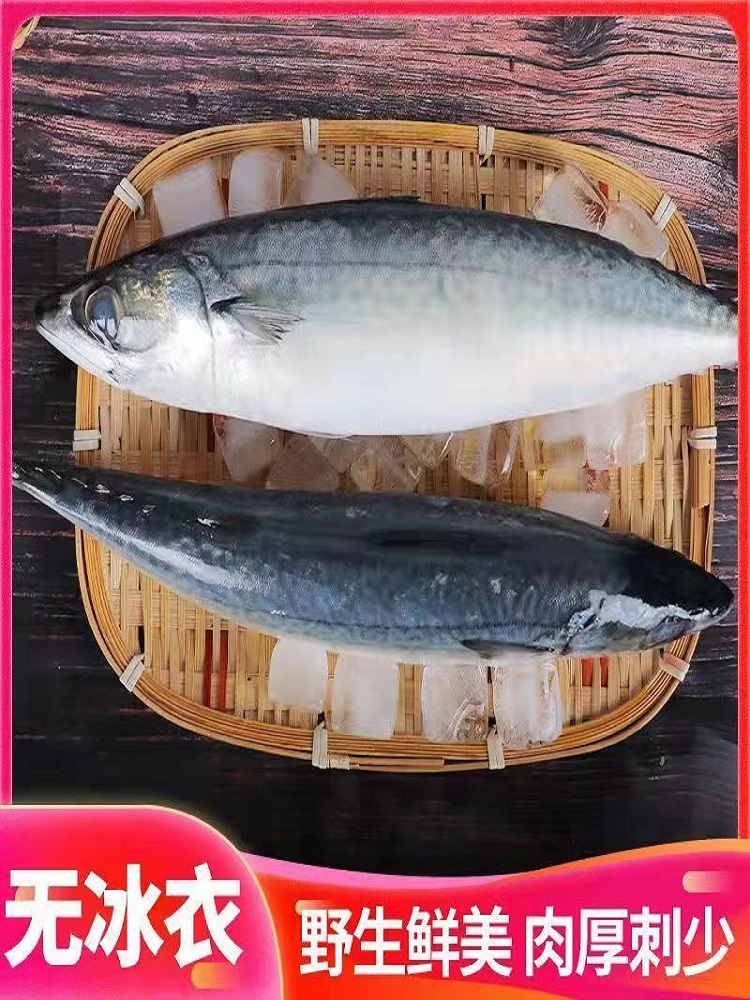 20斤箱【冲量促销】新鲜冷冻青条鱼青占鱼水产鲐鲅