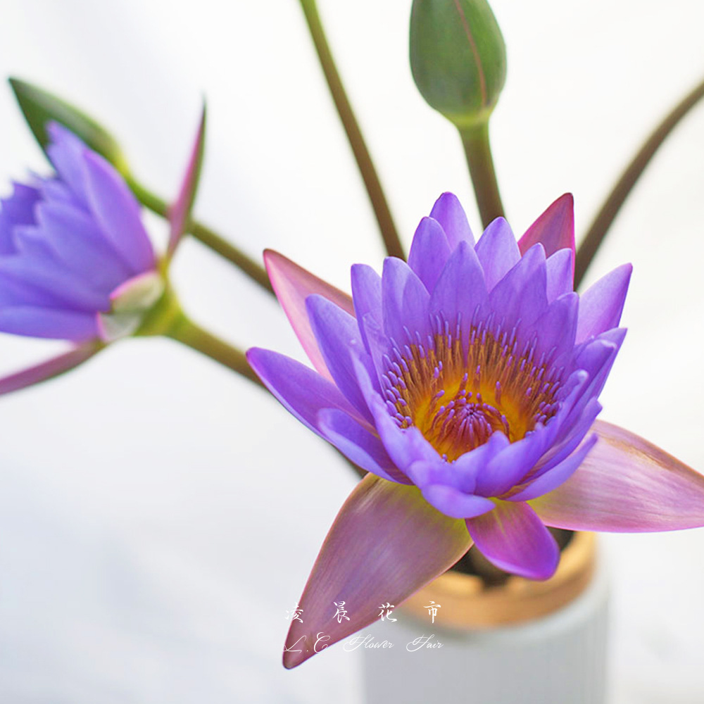 睡莲鲜花水培供佛用莲花插花家用花束低价直批包邮北京同城可闪送