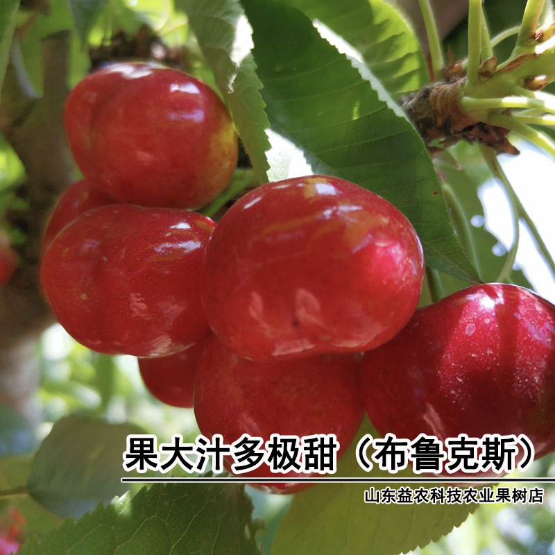 樱桃树苗特大布鲁克斯嫁接樱桃苗车厘子树苗南方北方种植当年结果