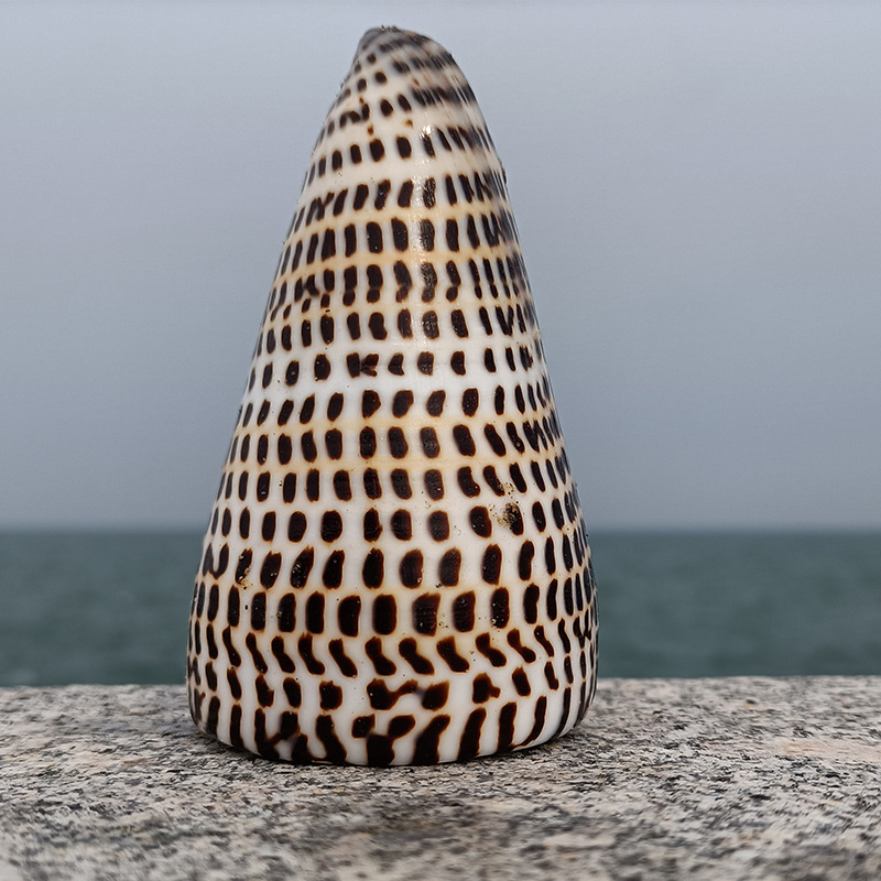 天然海螺黑玉米螺 鱼缸造景贝壳海螺工艺品 旅游纪念礼品